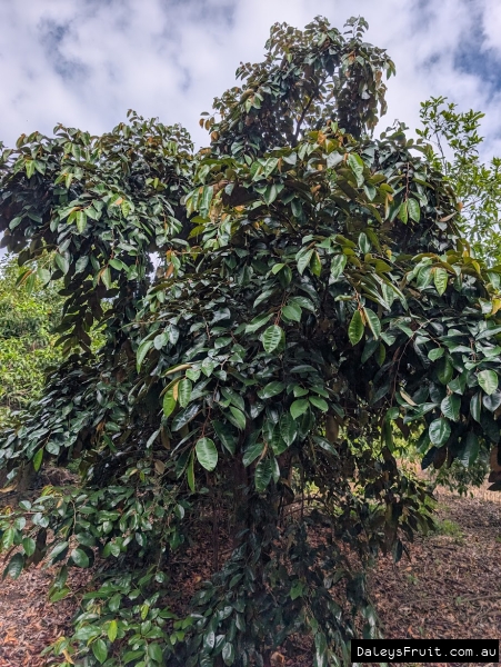 Star apple  tree showing compact form and dense growth