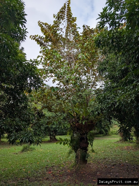 Mature regrowth on a heavily pruned Star apple in FNQ