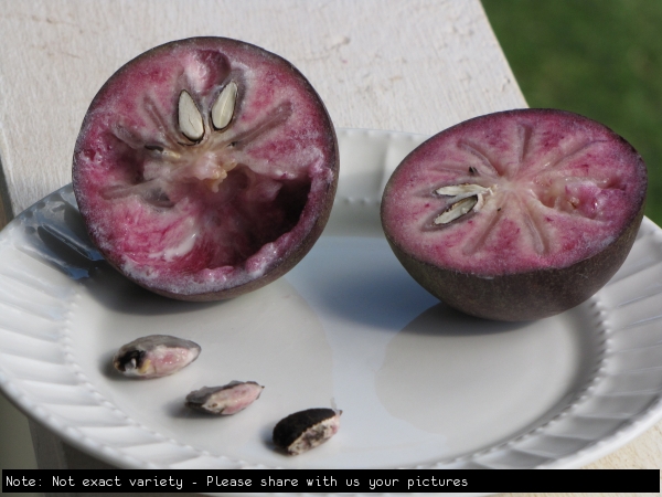 Star Apple not exact variety