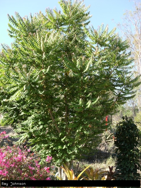Bushy growth form of Star Gooseberry