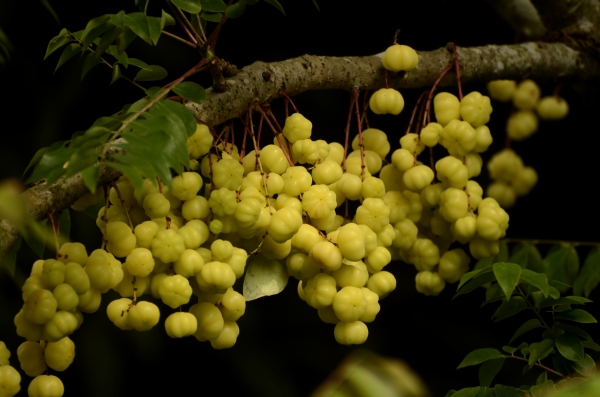 Star Gooseberry (Phyllanthus acidus) Growing on the trunk of the Fruit Tree