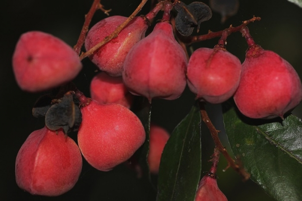 Steelwood (Sarcopteryx stipata) Red Fruits on the tree