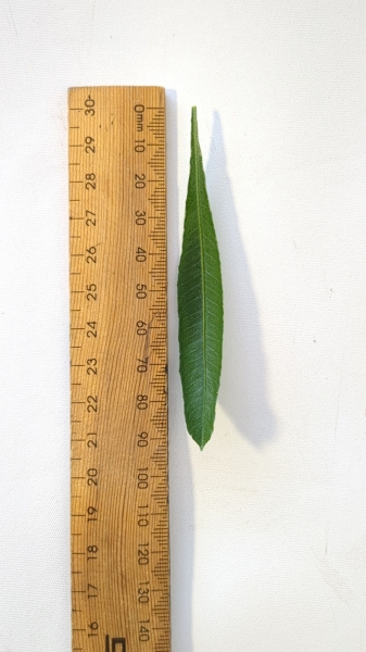 Leaf of the Sticky Hop Bush