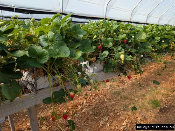 Hydroponic Strawberries grown commercially