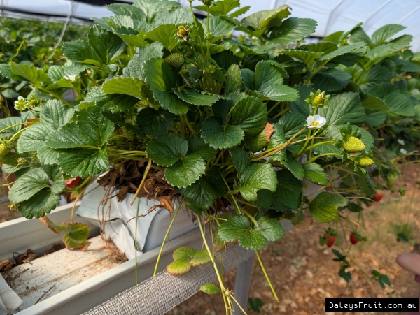 Hydroponic Strawberries grown commercially
