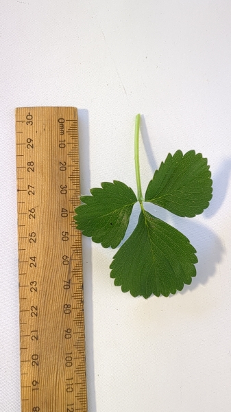 Leaf of the Strawberry - Melba PBR