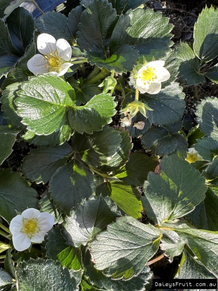 Strawberry Flowers of the Red Cascade