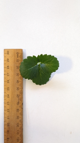 Leaf of the Strawberry - Red Cascade SH PBR