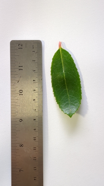 Leaf of the Strawberry Tree