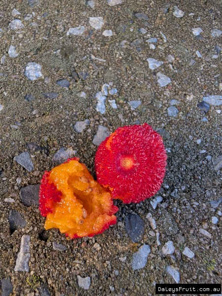 Close up of split Arbutus fruit