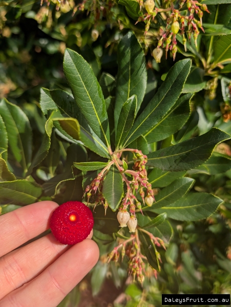 Bright red fruit and fading flower spikes on the Strawberry tree in Adelaide