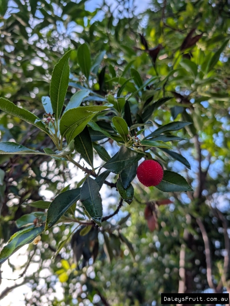 Perfect red Strawberry tree fruit in Adelaide
