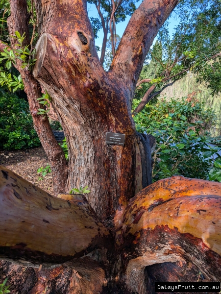 Beautiful textured bark of mature Strawberry tree