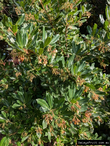 Heavy flower development on an Irish Strawberry tree