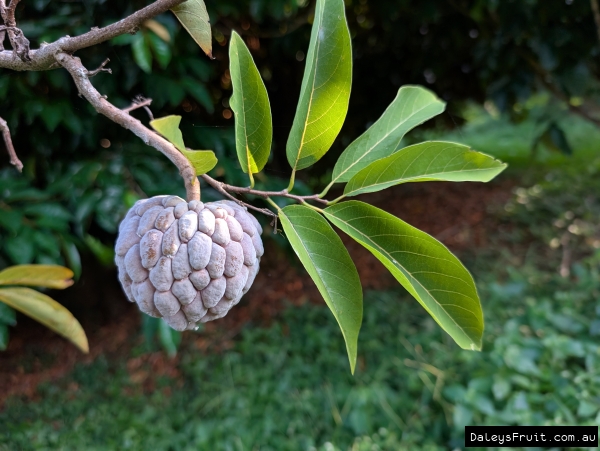 Purple sugar apple almost ready to pick hanging from a branch with green leaves