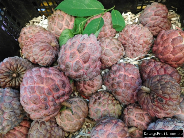 Purple Sugar Apple