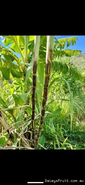 Variegated Stripey Sugarcane growing vigorously