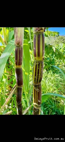 Variegated Stripey Sugarcane growing vigorously