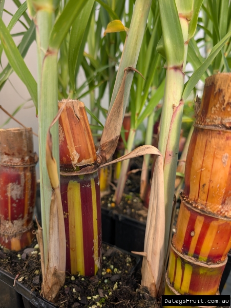 Variegated Stripey Sugarcane stems growing vigorously in pots