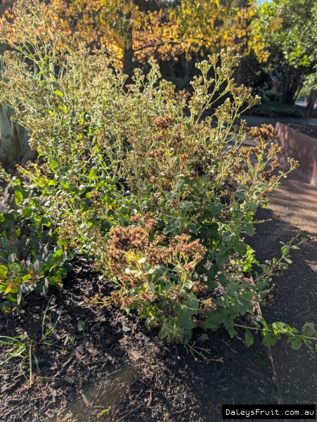 Stevia in full flower in Adelaide Botanic Gardens