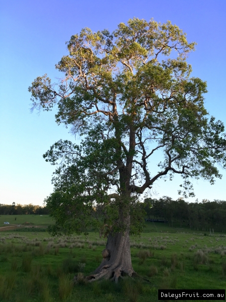 Old Swamp Turpentine Tree growing in swamp