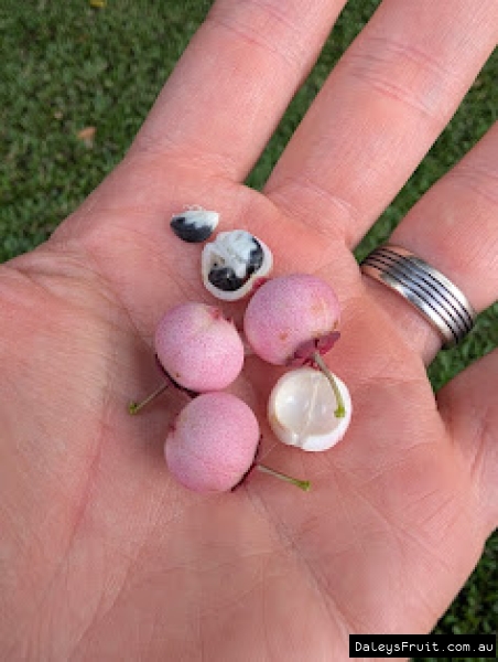 Fruit and seed of Sweet leaf bush showing baby pink shell