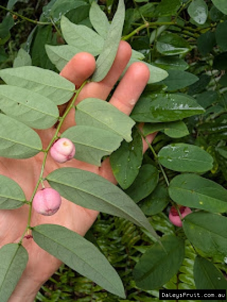 Sweet leaf bush showing adorable pink seed pods and soft green leaves
