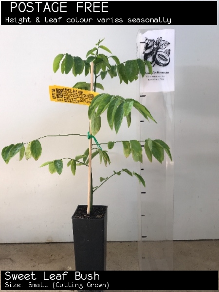 Sweet Leaf Bush For Sale (Size: Small) (Cutting Grown)