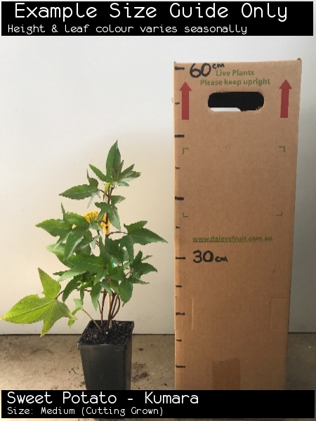 Sweet Potato - Kumara For Sale (Size: Medium) (Cutting Grown)