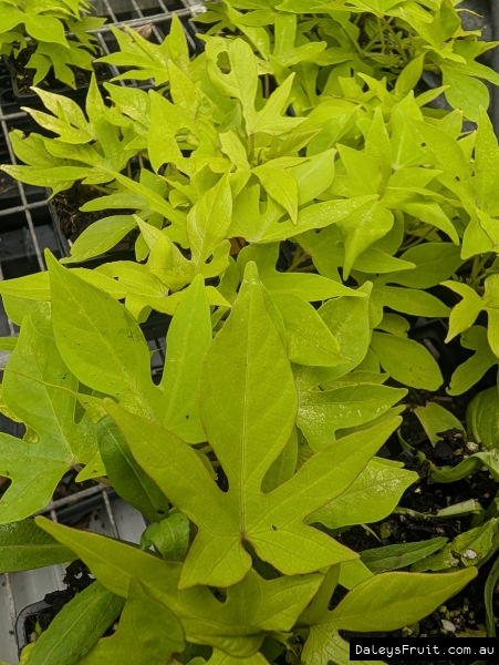 Vibrant green leaves on our ornamental sweet potato
