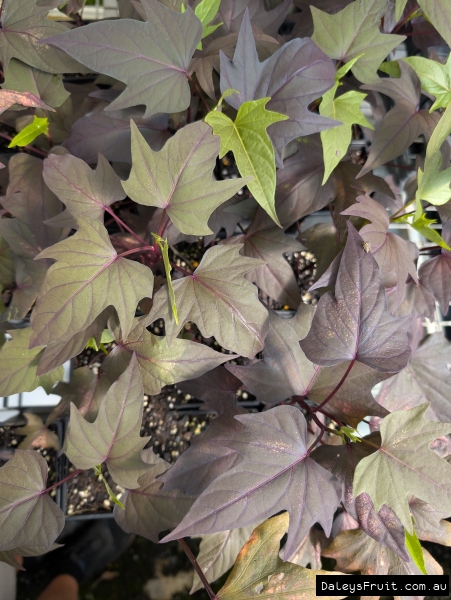 Fresh Green tips against mature purple leaves on striking ornamental sweet potato