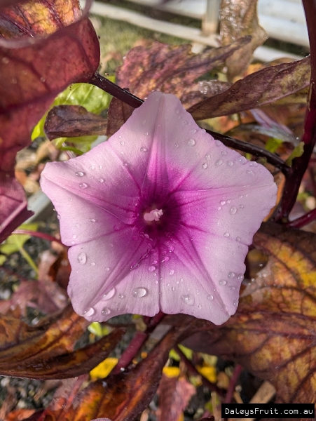 Vibrant flower on the ornamental purple sweet potato