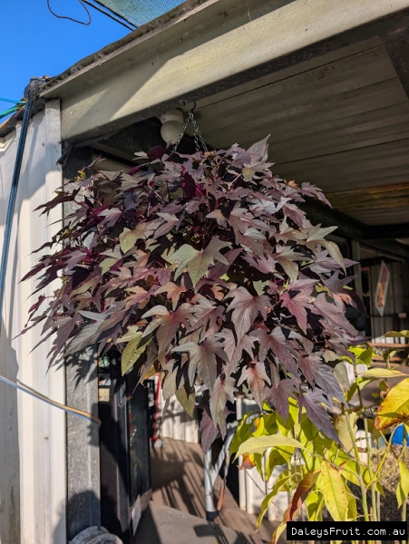 A hanging basket in our retail store full ofOrnamental Purple Sweet Potato