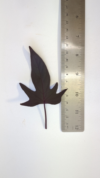 Leaf of the Sweet Potato - Ornamental Purple