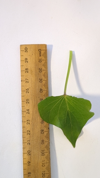 Leaf of the Sweet Potato - Sweet n Gold