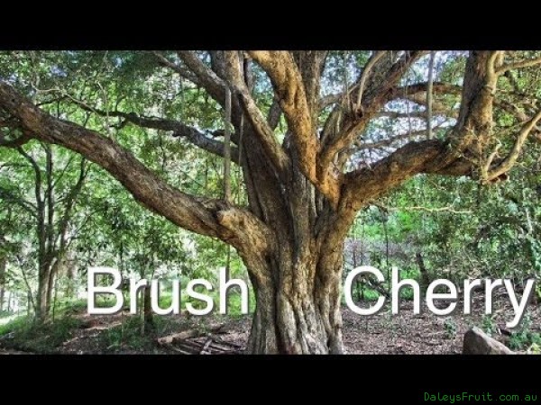 Syzygium australe