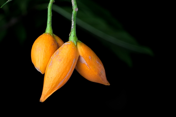 Banana Bush in fruit (Tabernaemontana pandacaqui)