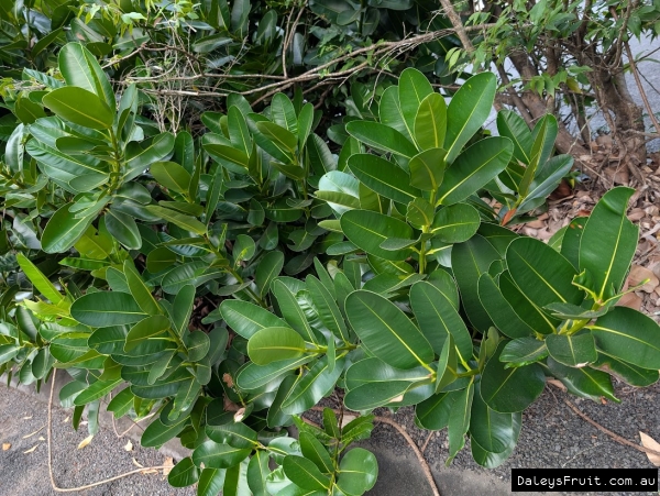 Tamanu as a hedged display plant on a carpark verge
