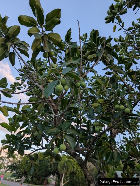 Precocious Tamanu Street Tree in FNQ
