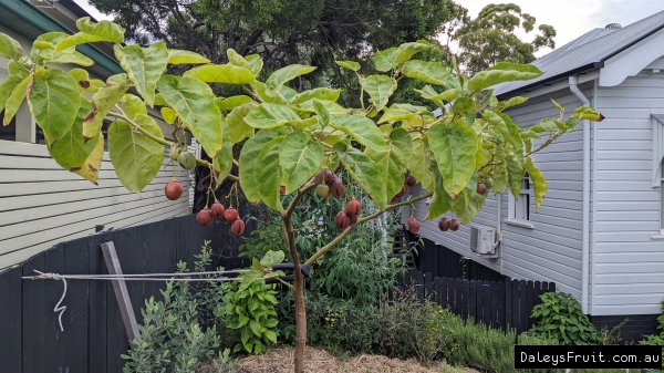 Close up of Tamarillo Tree being grown and prized by local Brisbane Resident