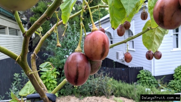 Close up of Tamarillo fruit being grown in Brisbane QLD Australia