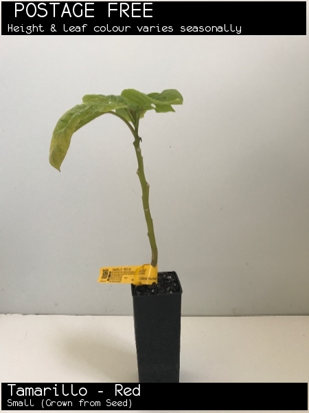 Tamarillo - Red For Sale (Small)