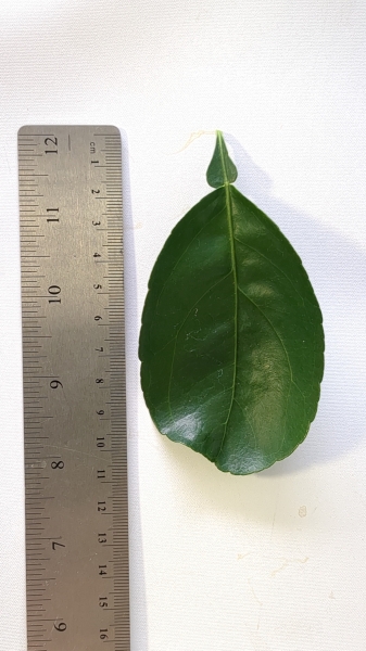Leaf of the Tangelo - Minneola
