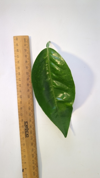 Leaf of the Tangelo - Orlando