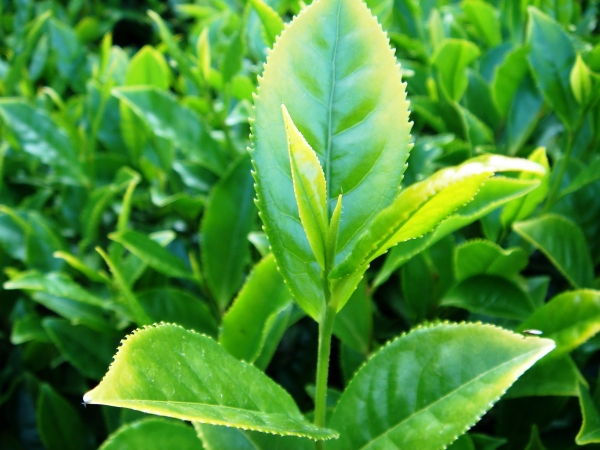 Tea Plant growing with fresh new Foliage