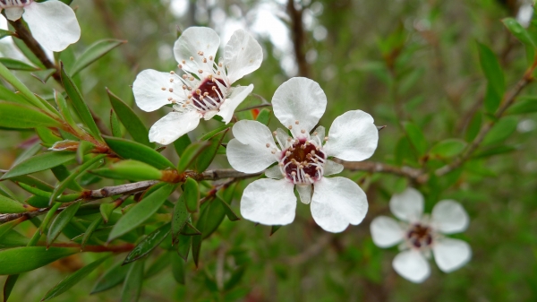 Manuka Essential Oil - native to New Zealand