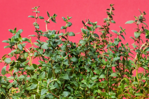 Thyme herb plant growing green and lush