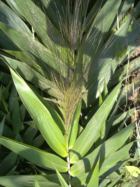 Tiger Grass Thysanolaena latifolia with flowers