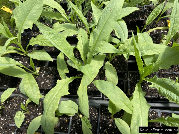 Timor Lettus growing in pots in Daleys Fruit Tree Nursery