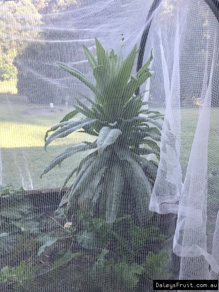 Cover Timor Lettuce with a vege net to protect from insect or chicken damage.